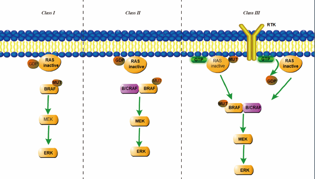 BRAF相關(guān)突變細胞-科佰生物