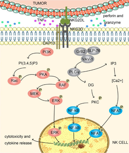 NK細胞激活總開(kāi)關(guān)：NKG2D_南京科佰生物