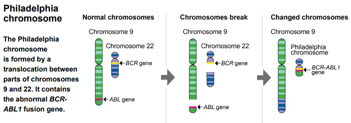 BCR-ABL融合診斷標準品